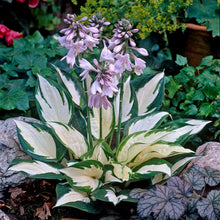 Hosta Flowering Plant Seeds for a bright addition to the Shade Garden Beauty