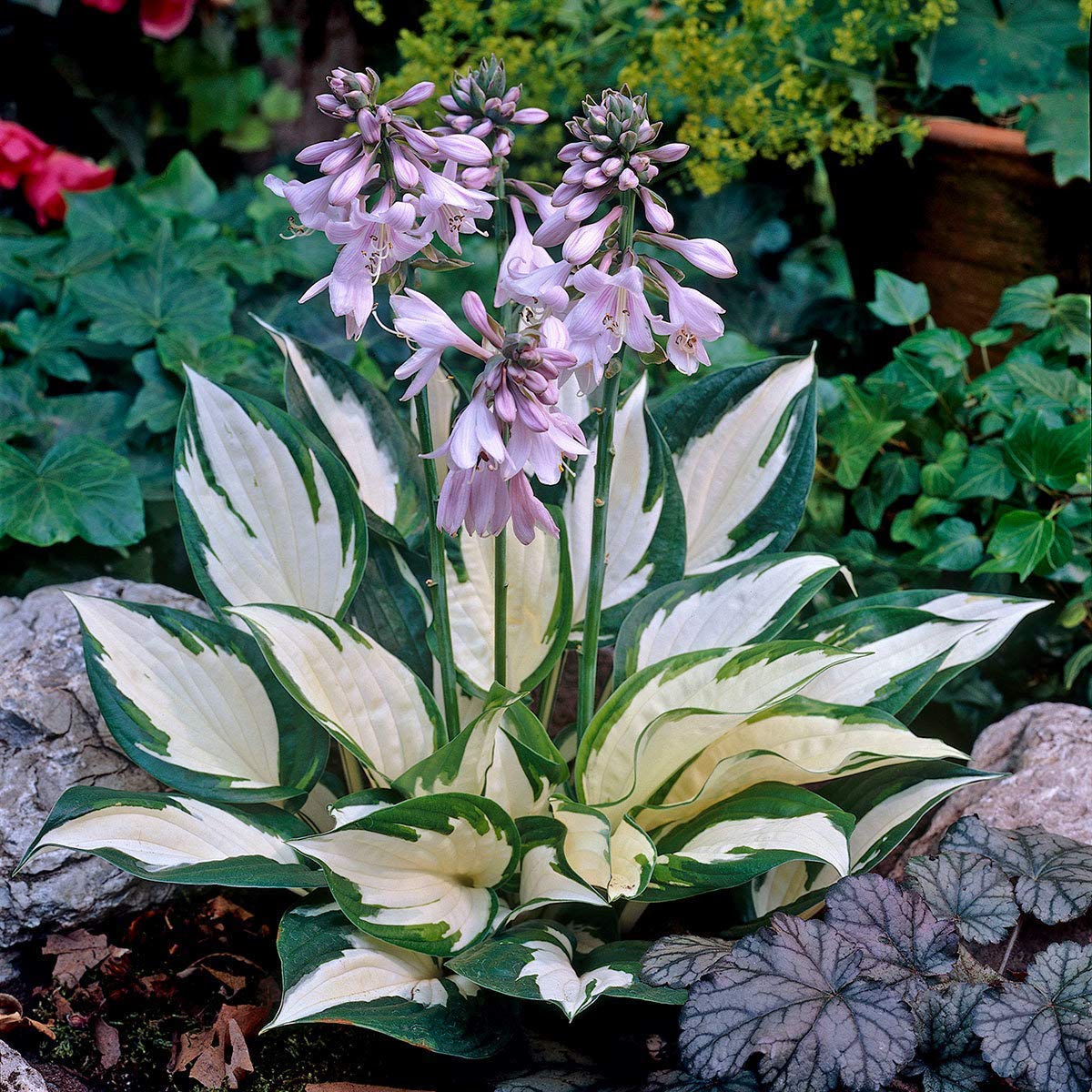 Monkey Face Orchid Orchis Simia Exotic Flower - for planting in home garden
