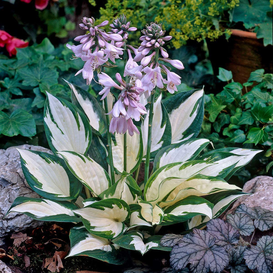 Monkey Face Orchid Orchis Simia Exotic Flower - for planting in home garden