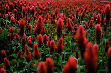 Incarnate Clover Seeds (Trifolium incarnatum) for growers seeking a long-blooming display