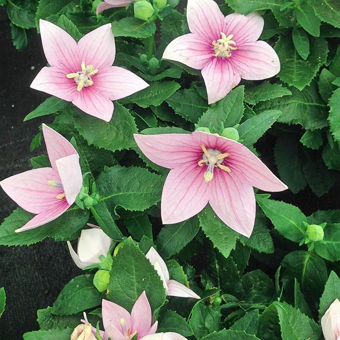 Balloon Flower seeds for blue balloon-shaped blooms