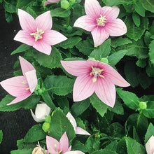 Balloon Flower seeds for blue balloon-shaped blooms