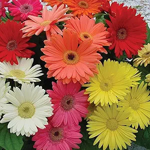 Gerbera Gerbera jamesonii flower seeds for planting in home garden or backyard flower beds - for planting in home garden