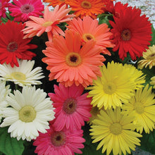 Gerbera Daisy Seeds for a colorful addition to any planting