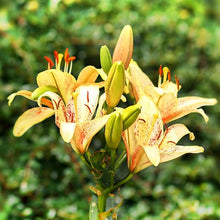 Daylily Seeds (Hemerocallis spp.) for a bright addition to the Flower Bed & Garden