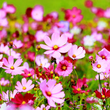 Cosmos Sensatsiya Seeds for growers seeking a long-blooming display