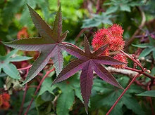 Castor Bean Seeds for growers stocking a kitchen garden