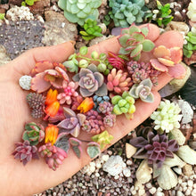 Flores Succulent Seeds for long-term planting in the yard