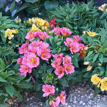 Alstroemeria Seeds (Alstroemeria spp.) for growers filling out the Flower Bed