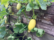 Spaghetti Squash Seeds for growers stocking a kitchen garden
