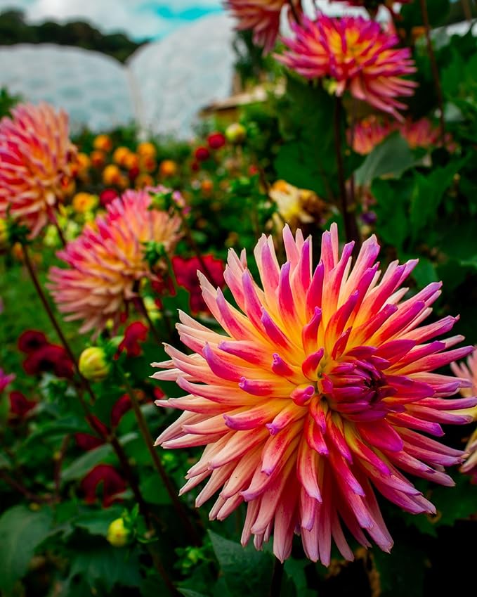 Cactus Mixed species flower seeds for planting in indoor pots or desert-themed garden - for planting in home garden
