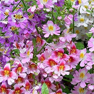Butterfly Flower Schizanthus pinnatus flower seeds for planting in indoor pots and containers