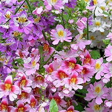 Butterfly Flower Schizanthus pinnatus flower seeds for planting in indoor pots and containers