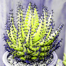 Succulent Aloe Vera Plants for easy-care planting in pots or beds