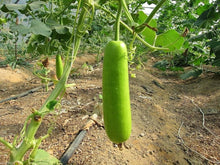 Calabash Gourd – Lagenaria siceraria – for planting in vegetable garden