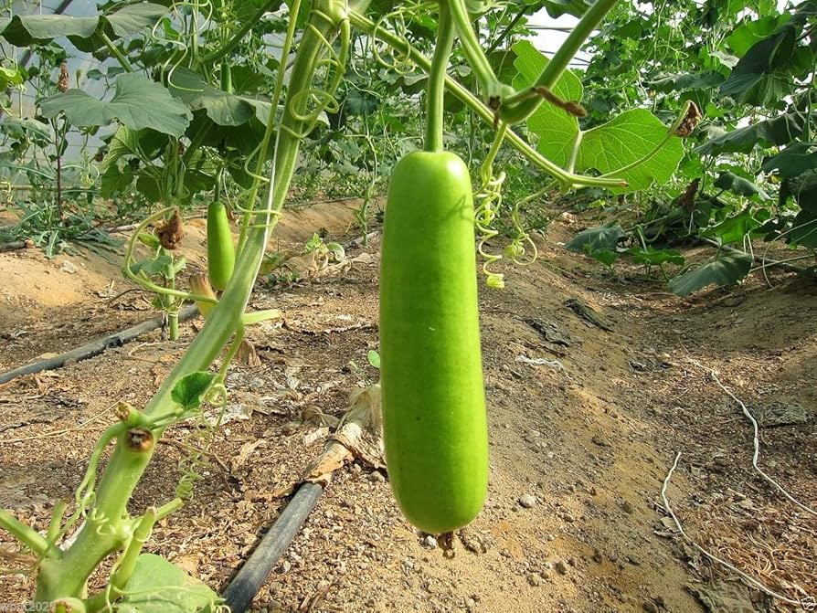 Calabash Gourd – Lagenaria siceraria – for planting in vegetable garden