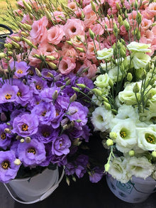 Lisianthus Seeds for a bright addition to the Home Garden & Flower Bed