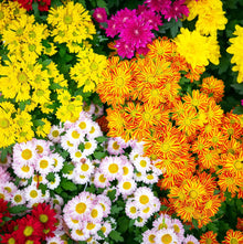 Chrysanthemum Chrysanthemum Seeds (Indicum ground) for seasonal color across the home garden landscapes