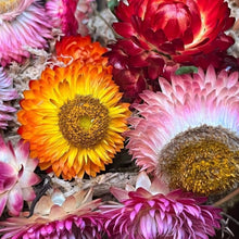 Helichrysum bracteatum strawflower mixed flower seeds