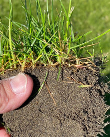 Kentucky Bluegrass lawn seeds