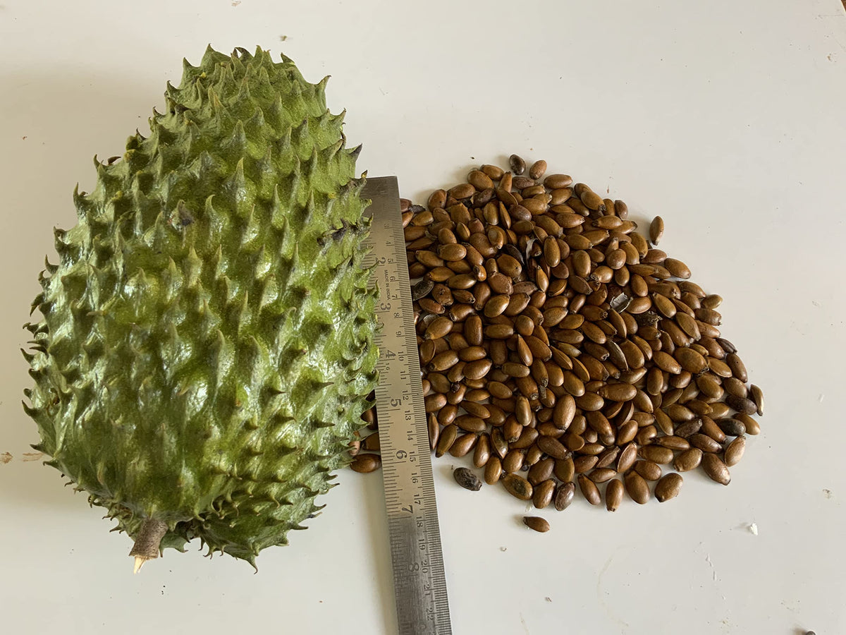 Graviola Soursop (Annona muricata) seeds for tropical fruit garden