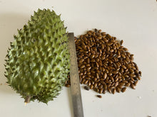 Graviola Soursop (Annona muricata) seeds for tropical fruit garden