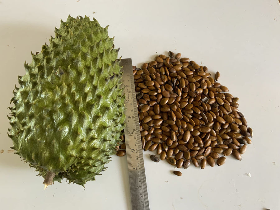 Graviola Soursop (Annona muricata) seeds for tropical fruit garden