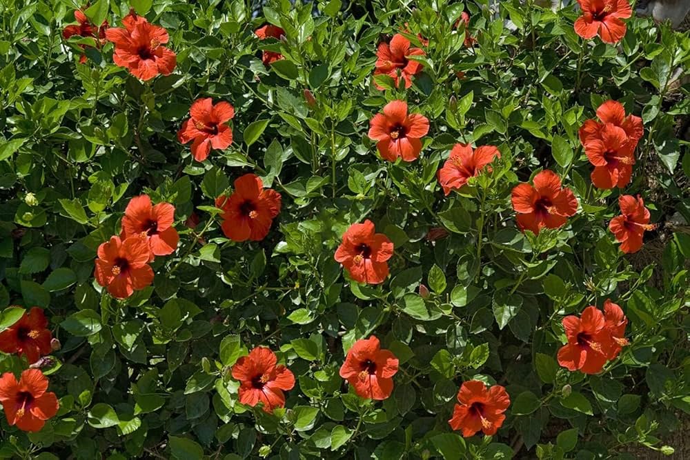 Hibiscus Hibiscus Moscheutos Giant Flower Seeds for Planting – Bold Blooms for Backyard Landscaping and Garden Beds