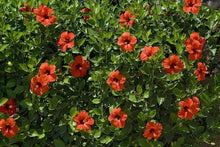 Red Giant Hibiscus Seeds for growers establishing the Stunning Bonsai & Garden Planting