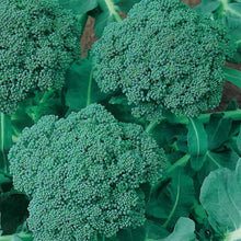 Broccoli Waltham 29 Seeds for productive rows in the Nutritious Home Garden Vegetable