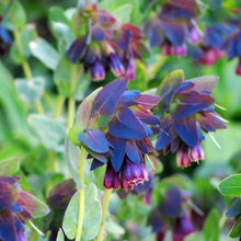 Cerinthe Blue Pride Shrimp Plant Seeds for growers seeking a long-blooming display