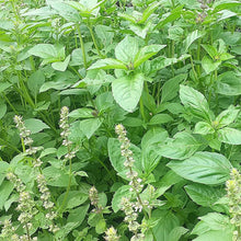 Lemon Basil Herb Seeds for a sweet addition to the home orchard