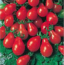 Red (Pear Tomato Solanum lycopersicum vegetable) for planting in garden