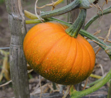 Mooregold Pumpkin Cucurbita Pepo Seeds for planting in vegetable patch