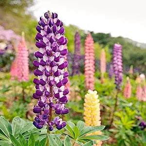 Lupine Lupinus Polyphyllus Rare Flower Seeds for Planting – Mixed Color Blooms for Cottage Gardens and Natural Landscaping
