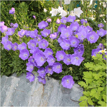 Purple Bellflower Campanula Seeds for growers filling out the Perennial Flower Urban Garden