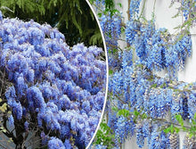 Blue Japanese Lilac Carnation Flower - for planting in home garden