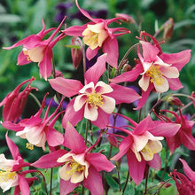 Aquilegia Columbine Seeds for growers filling out the Flower Bed