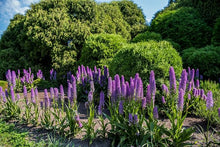 Echium Fastuosum Flowering Plant Seeds (Echium fastuosum) for growers filling out the Flower Bed & Garden