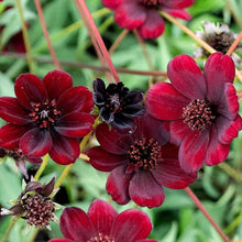 Chocolate Cosmos Atrosanguineus Seeds for gardeners building out beds and borders