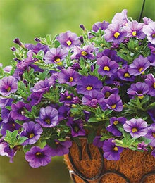 Calibrachoa Petunia Seeds (Calibrachoa spp.) for colorful blooms in the Flower Bed