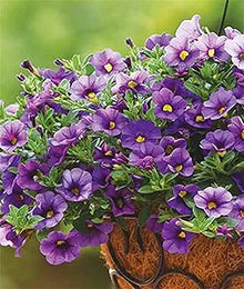 Calibrachoa Petunia Seeds (Calibrachoa spp.) for colorful blooms in the Flower Bed & Garden