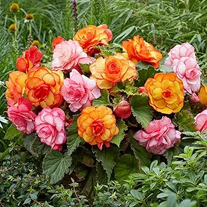 Nine Color Begonia Begonia spp. flower seeds for indoor garden bonsai planting