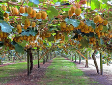 Kiwi Seeds for growers wanting a homegrown harvest