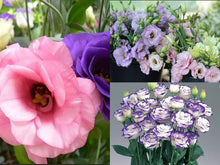 Bonsai Lisianthus Eustoma Grandiflorum Flower Seeds for Planting in Indoor Pots and Balcony Displays - for planting in home garden