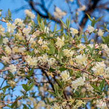 Lonicera Fragrantissima Seeds for gardeners building out beds and borders