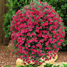 Heirloom Hanging Petunia Mixed Burgundy Rare Variety Garden Plant Seeds for growers seeking a long-blooming display