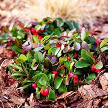 Wintergreen Seeds (Gaultheria procumbens) for a colorful addition to any planting