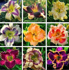 Daylily Hemerocallis Desperado Seeds for a lasting display in the Backyard Perennial Borders