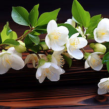 White Jasmine Seeds (Jasminum spp.) for long-term planting in the bonsai pots and indoor gardens